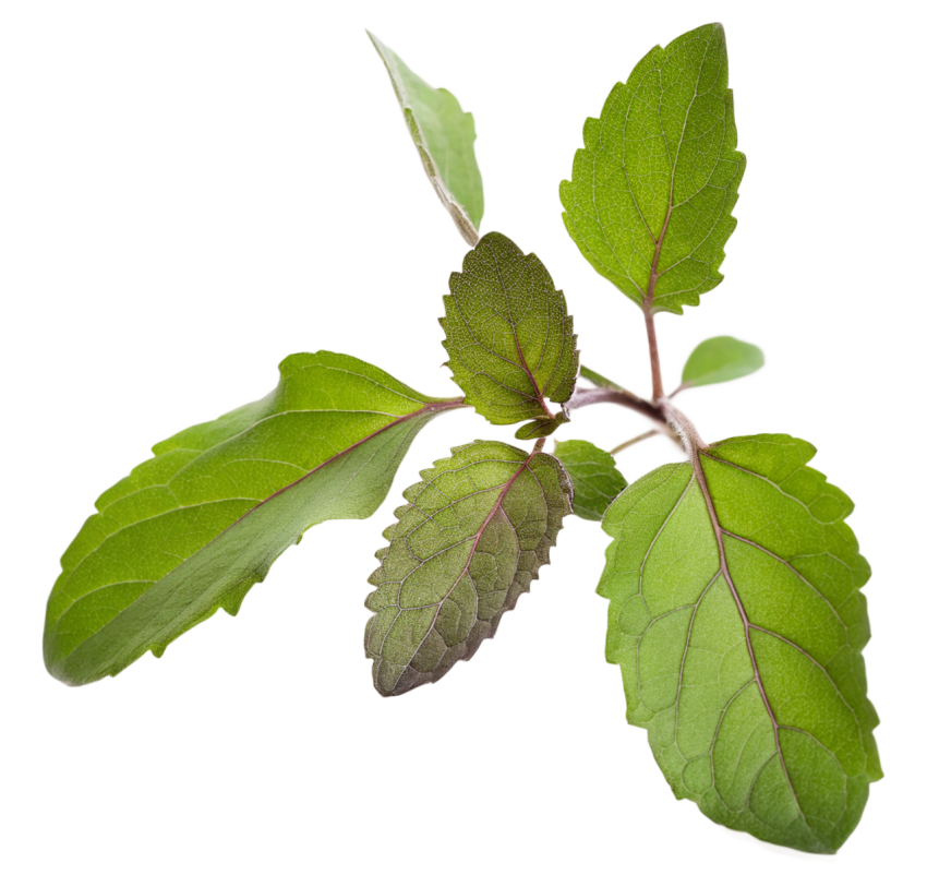 Fresh Green Holy Basil Tulsi Leaves on a Transparent Background