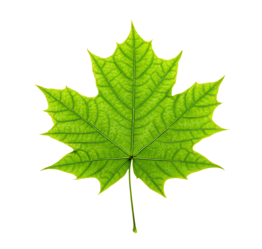 Green Maple Leaf on Transparent Background Png