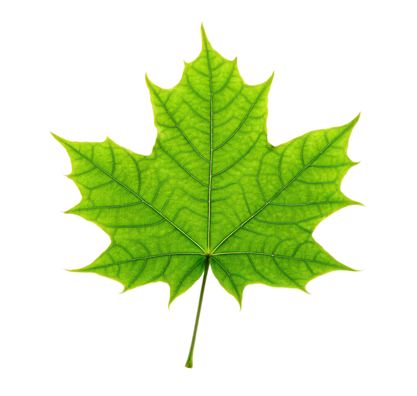 Green Maple Leaf on Transparent Background Png