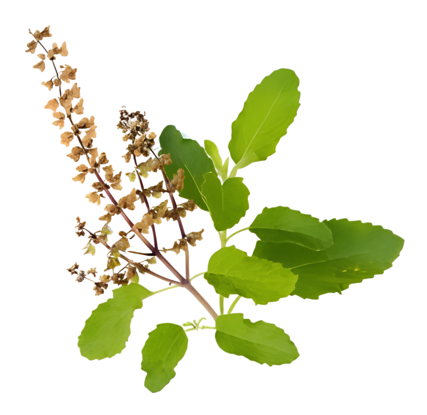 Fresh Green Holy Basil Tulsi Leaves on a Transparent Background