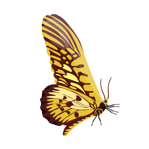Butterfly Vector Png