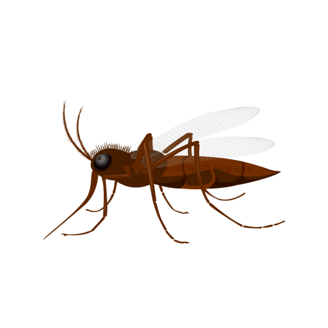 Mosquito Insect Vector PNG