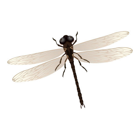 Dragonfly Insect Vector PNG