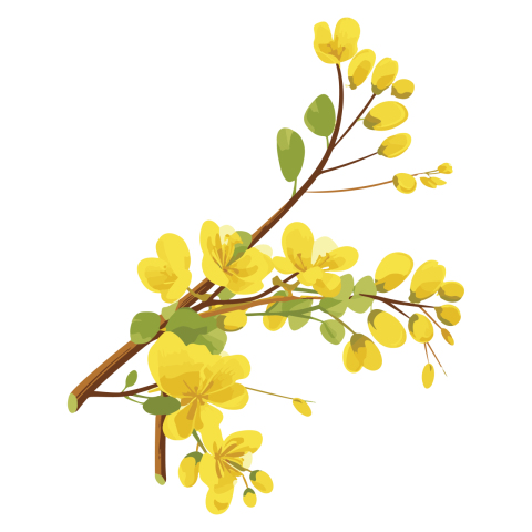 Cassia Fistula Branch Png