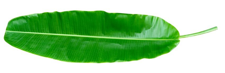 Green Banana Leaf with Detailed Texture on Transparent Background Png