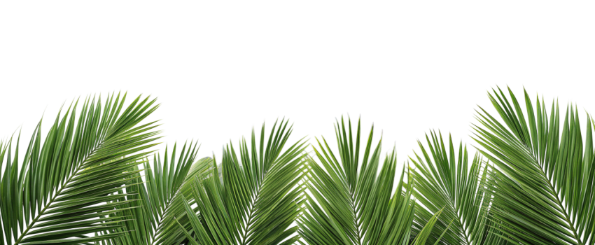 Green Palm Leaf Branch on Transparent Background Png