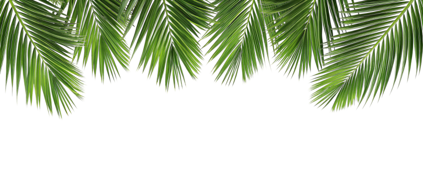 Green Palm Leaf Branch on Transparent Background Png