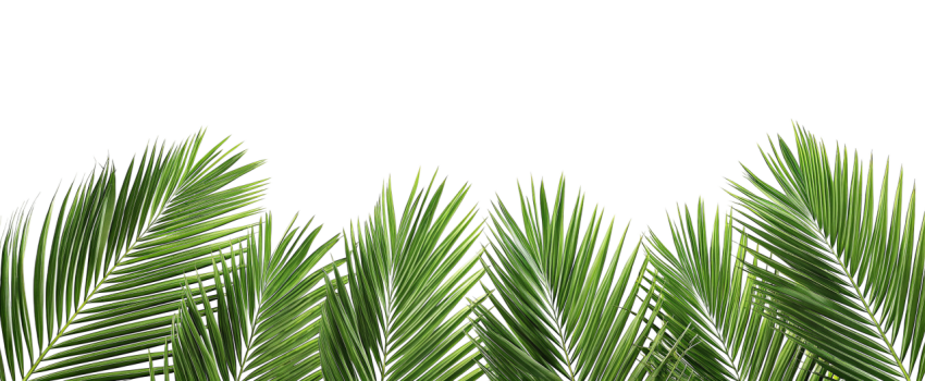 Green Palm Leaf Branch on Transparent Background Png