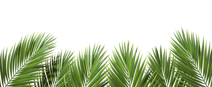 Green Palm Leaf Branch on Transparent Background Png