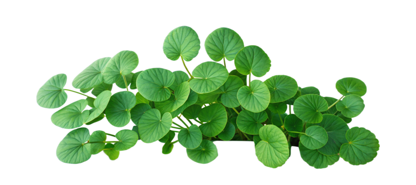 Fresh Gotu Kola Leaves on Transparent Background