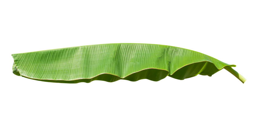 Green Banana Leaf with Detailed Texture on Transparent Background