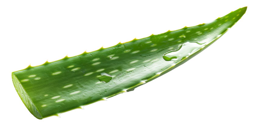 Fresh Aloe Vera Leaf on Transparent Background