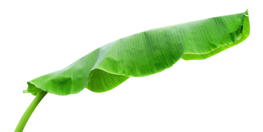 Green Banana Leaf on Transparent Background Png