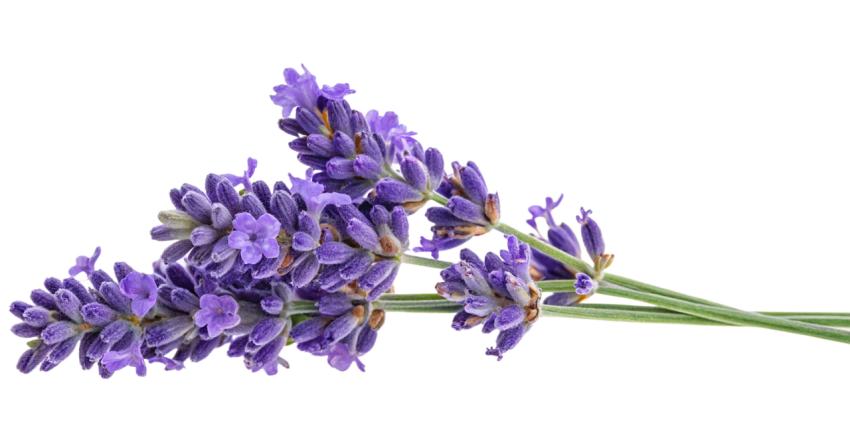 Purple Lavender Flowers on Transparent Background