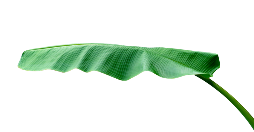 Green Banana Leaf on Transparent Background Png