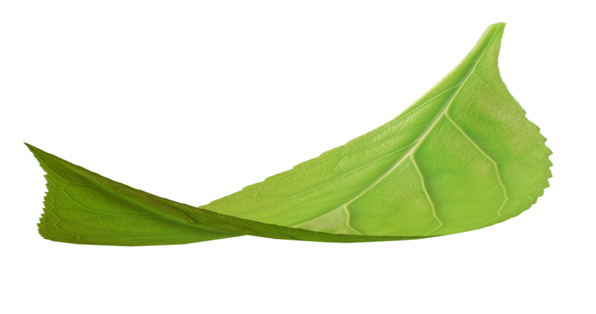Green Leaf on Transparent Background Png