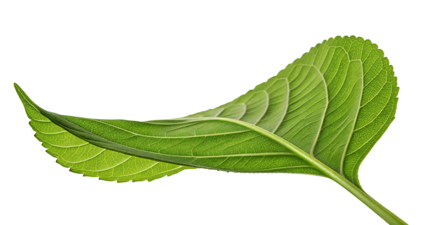 Green Leaf on Transparent Background Png