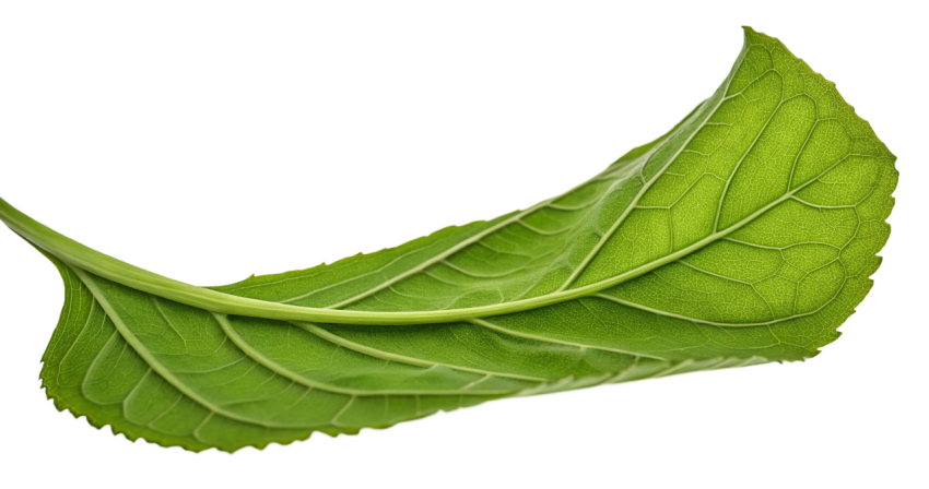 Green Leaf on Transparent Background Png