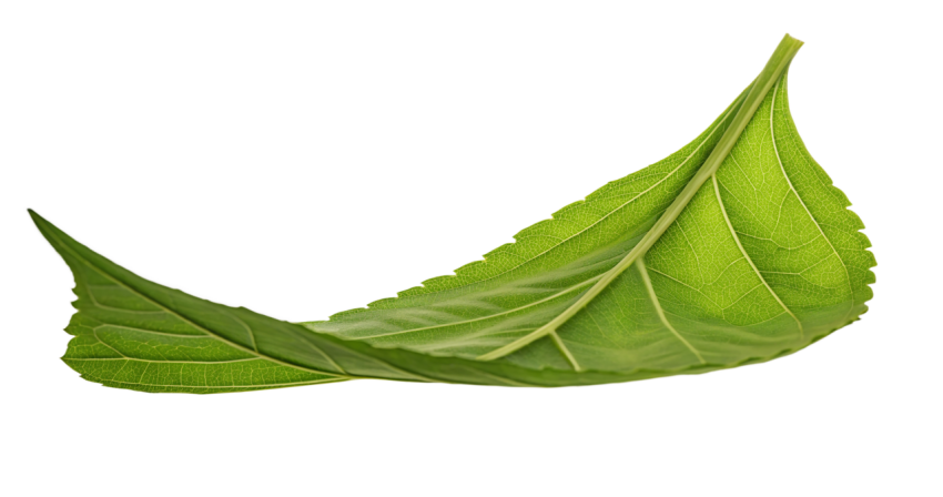 Green Leaf on Transparent Background Png