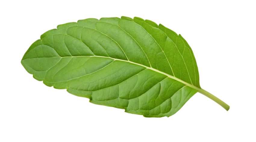 Fresh Green Holy Basil Tulsi Leaf on a Transparent Background