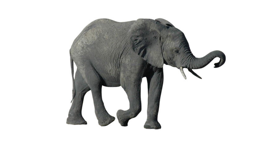 Elephant Png Free Download