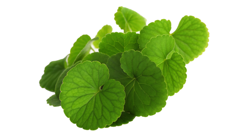 Fresh Gotu Kola Leaves on Transparent Background