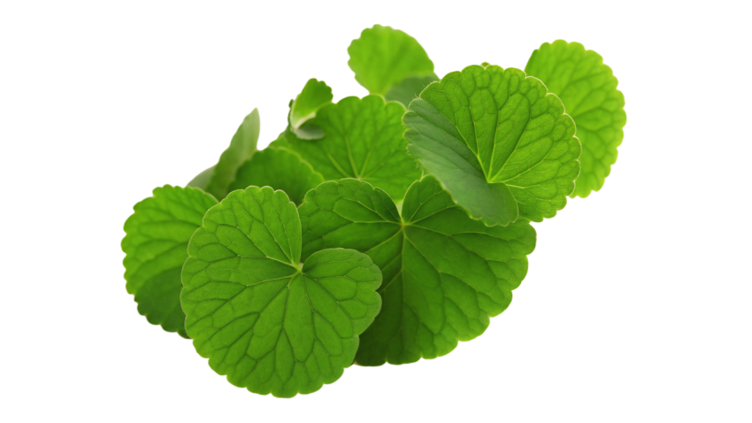 Fresh Gotu Kola Leaves Png