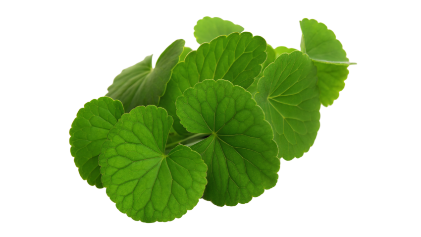 Fresh Gotu Kola Leaves on Transparent Background