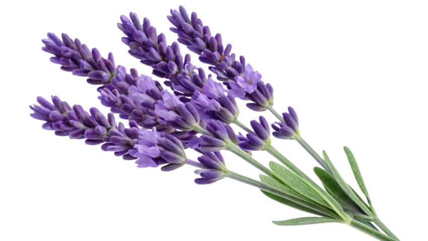 Purple Lavender Flowers on Transparent Background