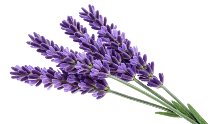 Purple Lavender Flowers on Transparent Background