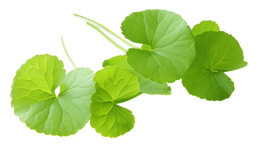 Fresh Gotu Kola Leaves on Transparent Background