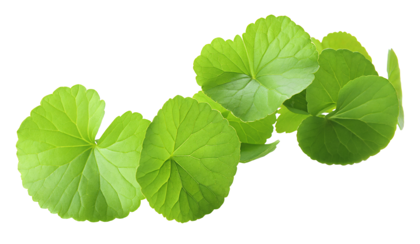 Fresh Gotu Kola Leaves on Transparent Background
