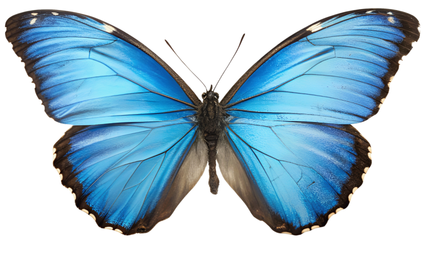Blue Color Patterns Butterfly PNG