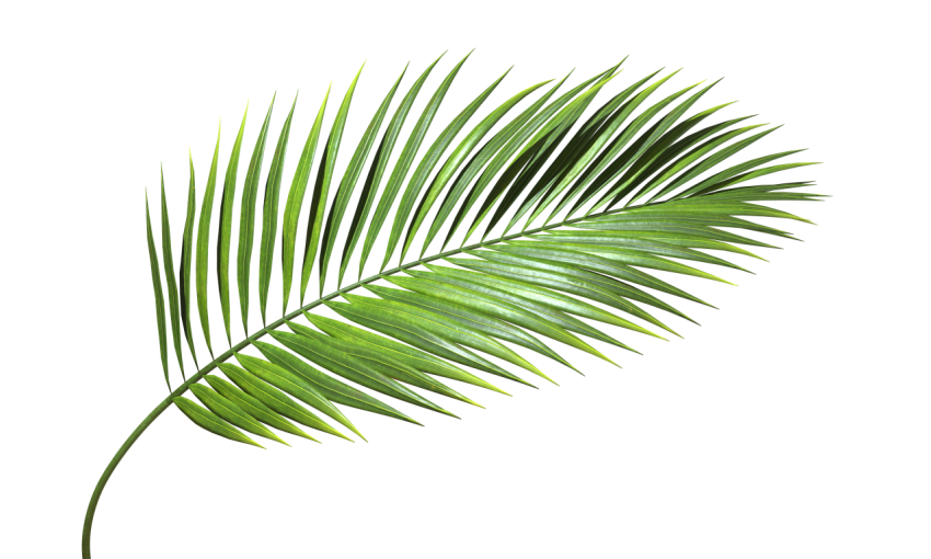 Green palm Leaf branch Png