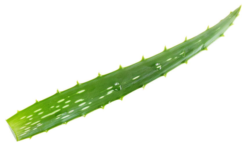 Fresh Aloe Vera Leaf on Transparent Background