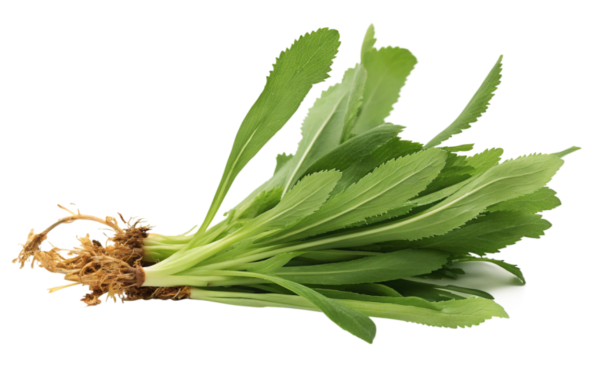 Fresh Culantro Leaves with Roots on Transparent Background