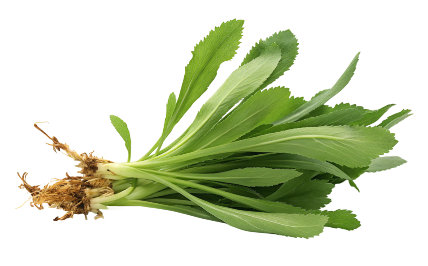 Fresh Culantro Leaves with Roots on Transparent Background