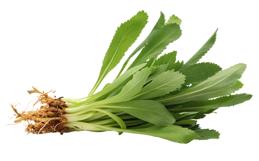 Fresh Culantro Leaves with Roots on Transparent Background