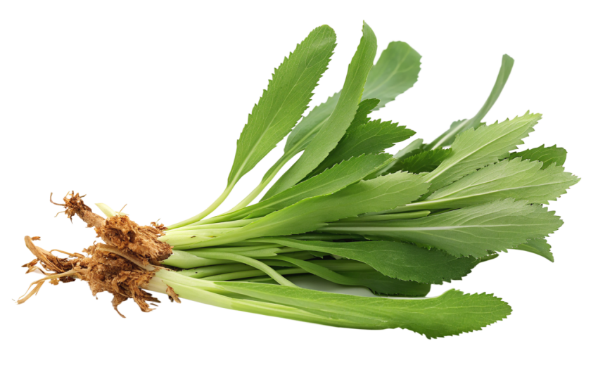 Fresh Culantro Leaves with Roots on Transparent Background