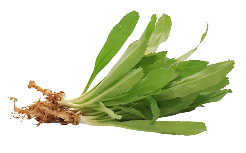 Fresh Culantro Leaves with Roots on Transparent Background