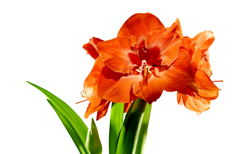 Amaryllis Flower Licentious Bud Png