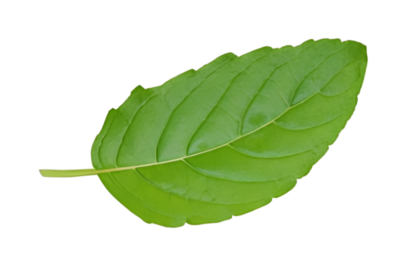Fresh Green Holy Basil Tulsi Leaf on a Transparent Background