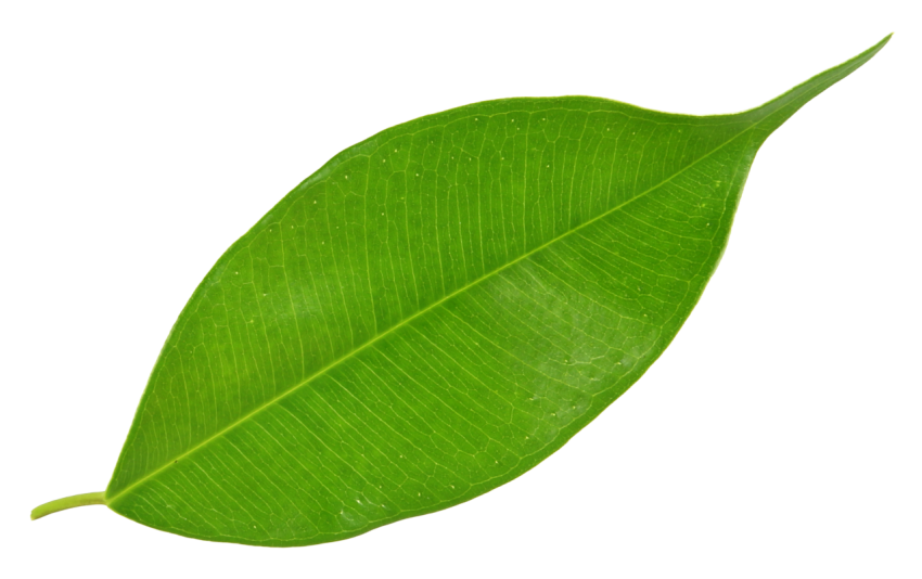 Green Leaf on Transparent Background Png