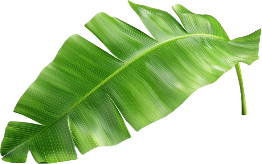 Green Banana Leaf with Detailed Texture on Transparent Background