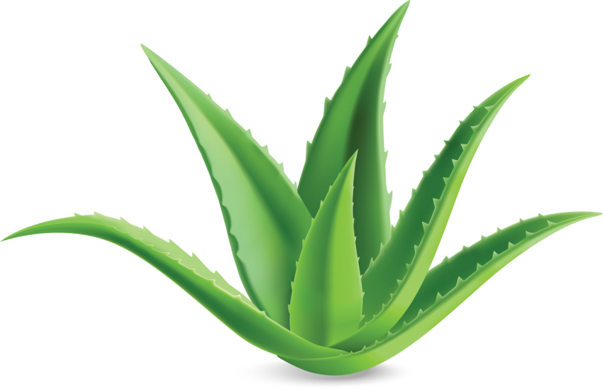 Aloe Vera Tree Png