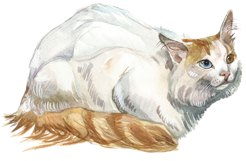 Watercolor Turkish Van Cat PNG