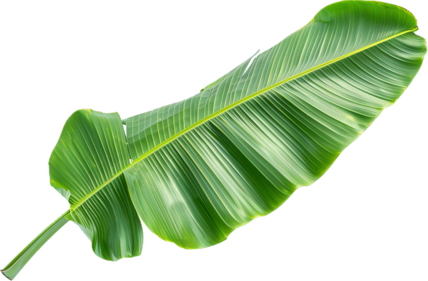 Green Banana Leaf Png Image