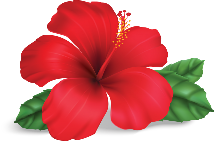 Jaba Flower Png