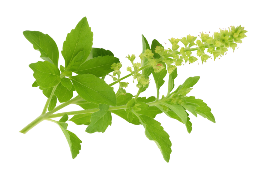 Fresh Green Holy Basil Tulsi Leaves on a Transparent Background