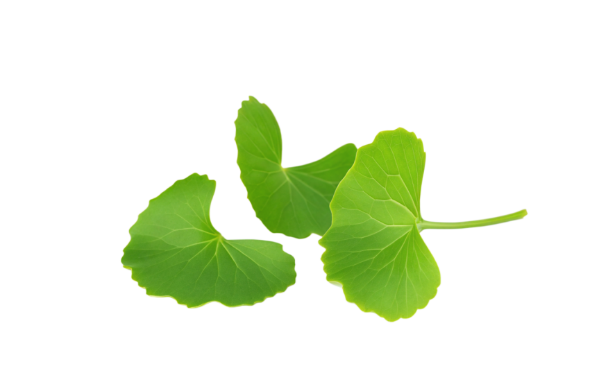 Fresh Gotu Kola Leaves Png